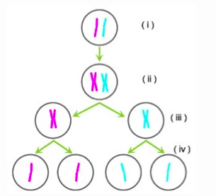 Solved 1. Which process occurs between steps (iii) and (iv) | Chegg.com