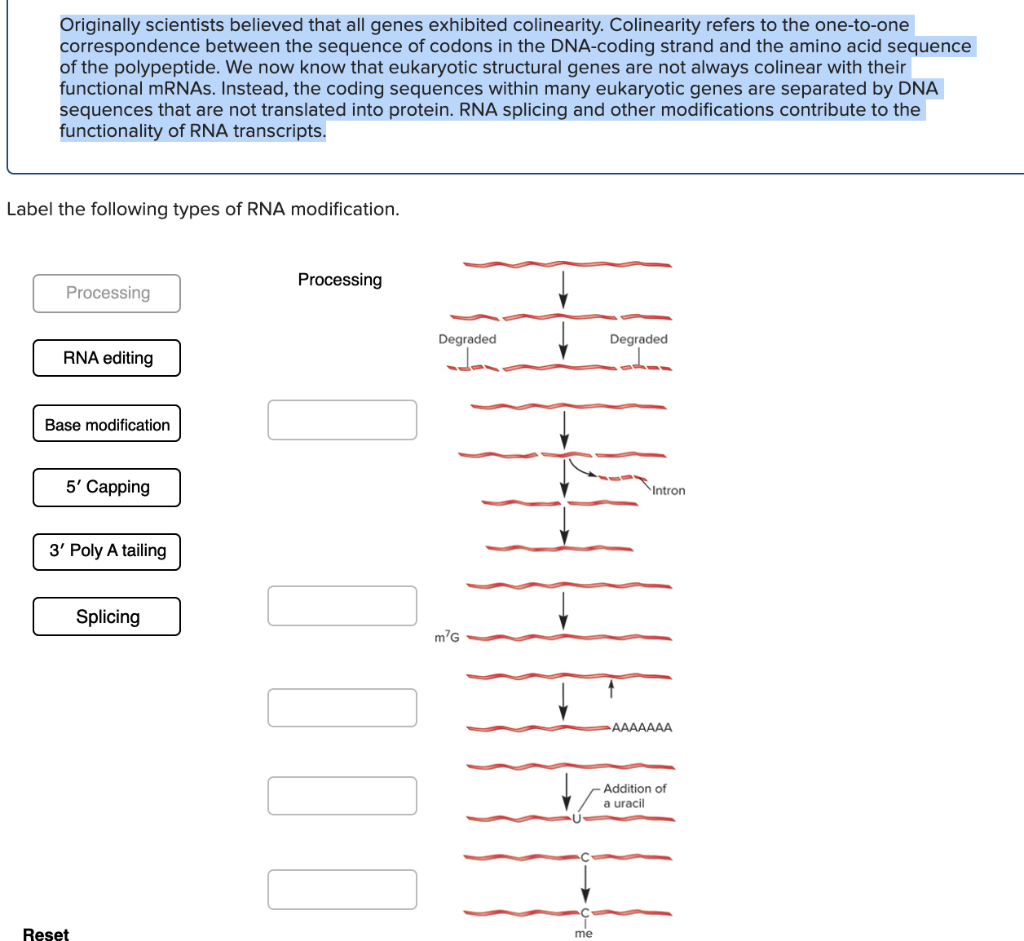 Solved Originally scientists believed that all genes | Chegg.com