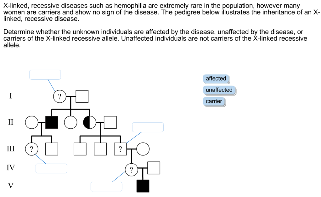 Solved X Linked Recessive Diseases Such As Hemophilia Are