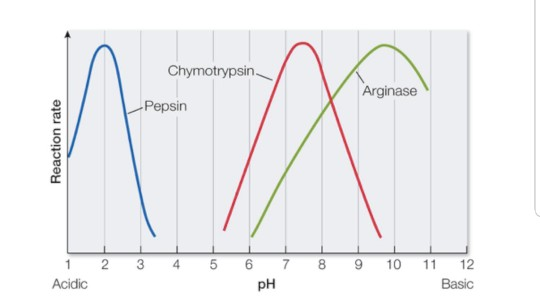 Solved 3. Both pepsin and chymotrypsin are digestive | Chegg.com