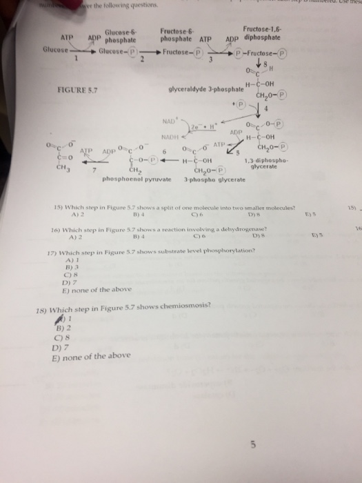 Solved the following questions Fructose-1.6- Fructose-6 ADP | Chegg.com