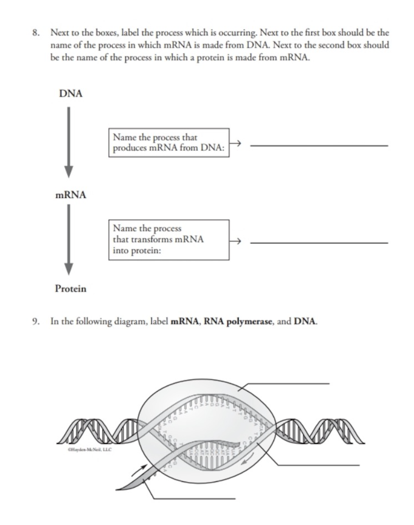 Solved 10. Suppose a section of mRNA has the following | Chegg.com