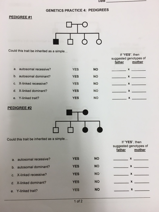 Amoeba Sisters Pedigree Worksheet Answer Key Pdf - Amoeba Sisters Video