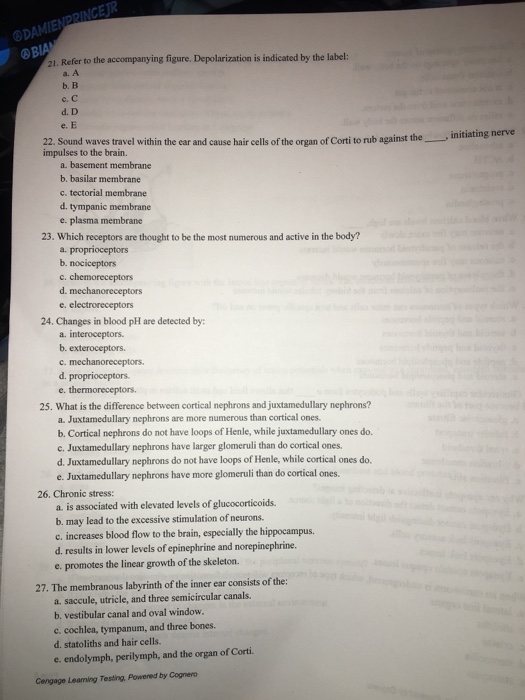 Solved momolGE BIANNCARRAINES as second messengers, after a | Chegg.com