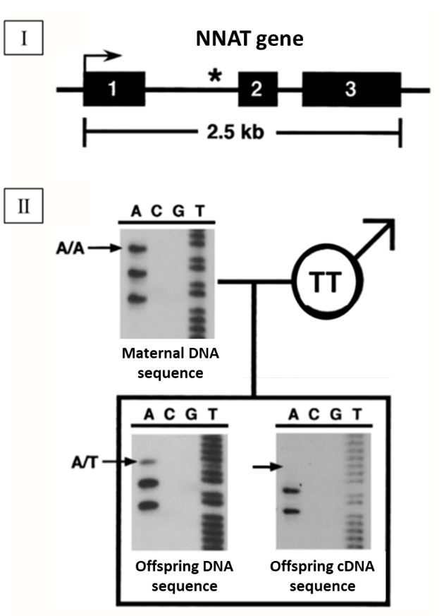 Solved NNAT is a mammalian protein that is highly expressed | Chegg.com
