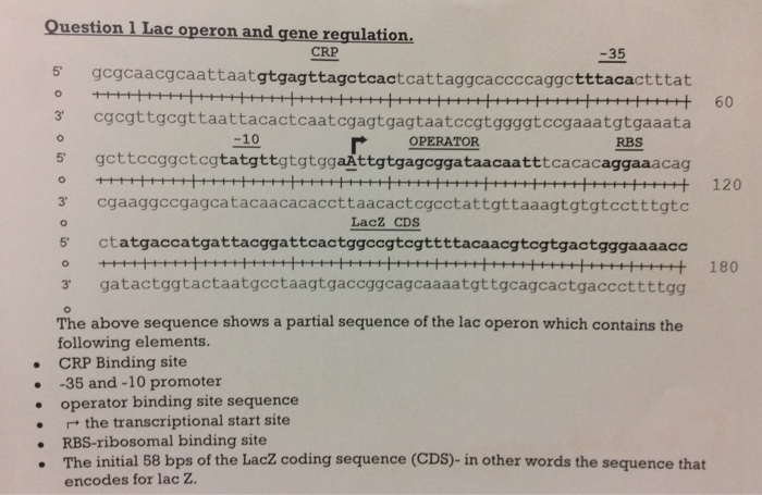 Solved Question l Lac operon and gene regulation. CRP 5 | Chegg.com