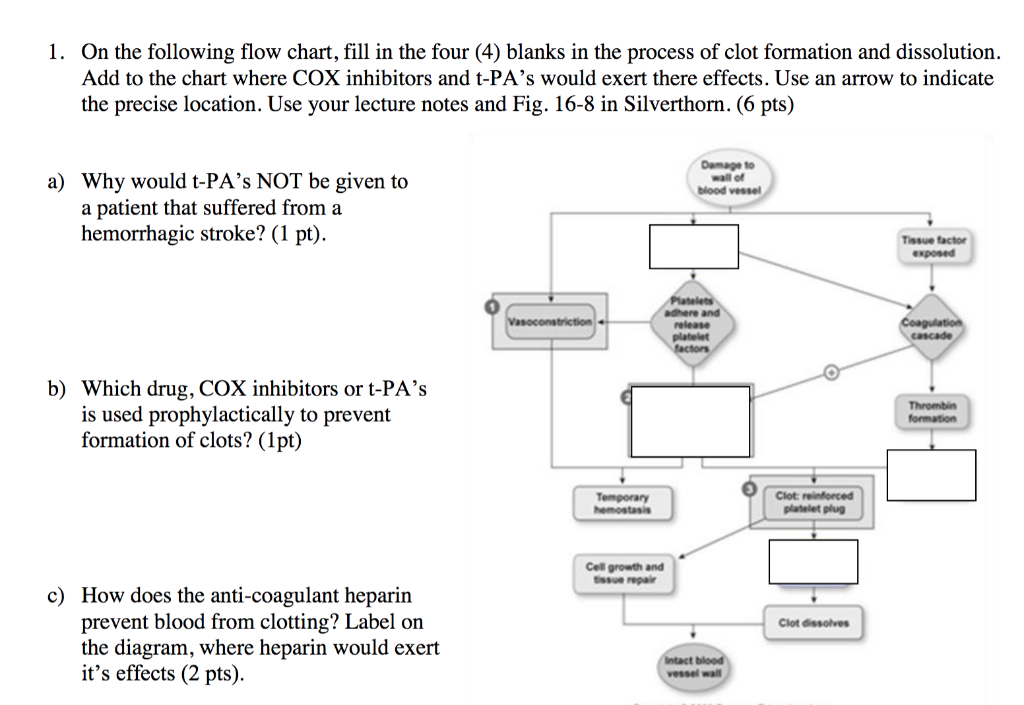 blood-vessel-flow-chart-a-visual-reference-of-charts-chart-master