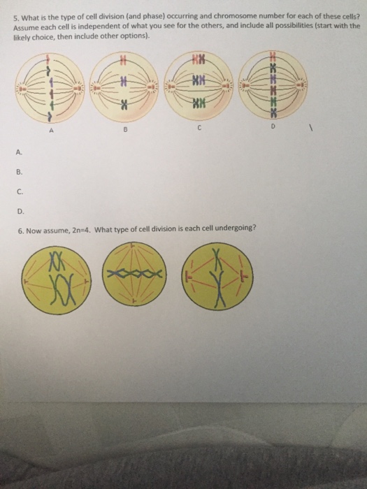 Solved What Is The Type Of Cell Division (and Phase) 