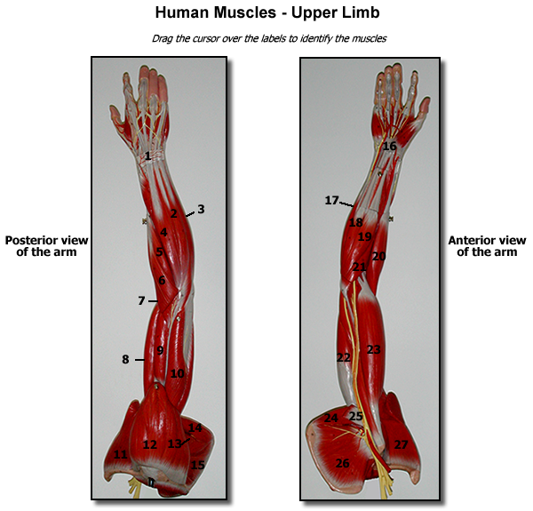 Human Muscles - Upper LImb | Chegg.com