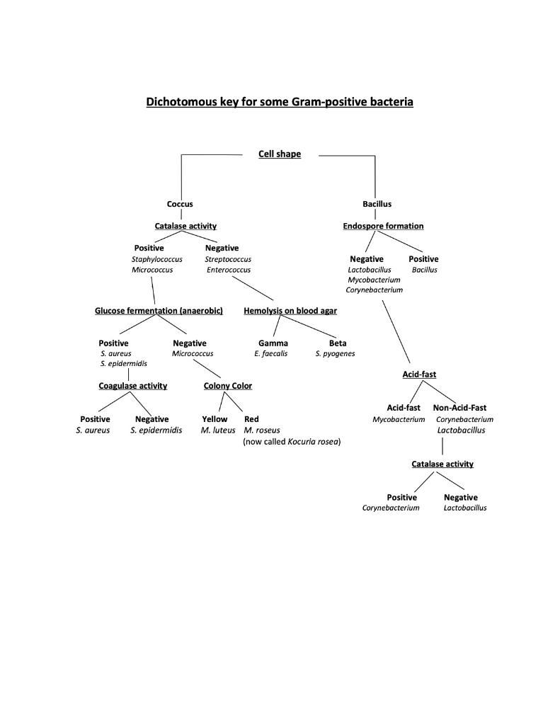 Solved Dichotomous key for some Grampositive bacteria Cell