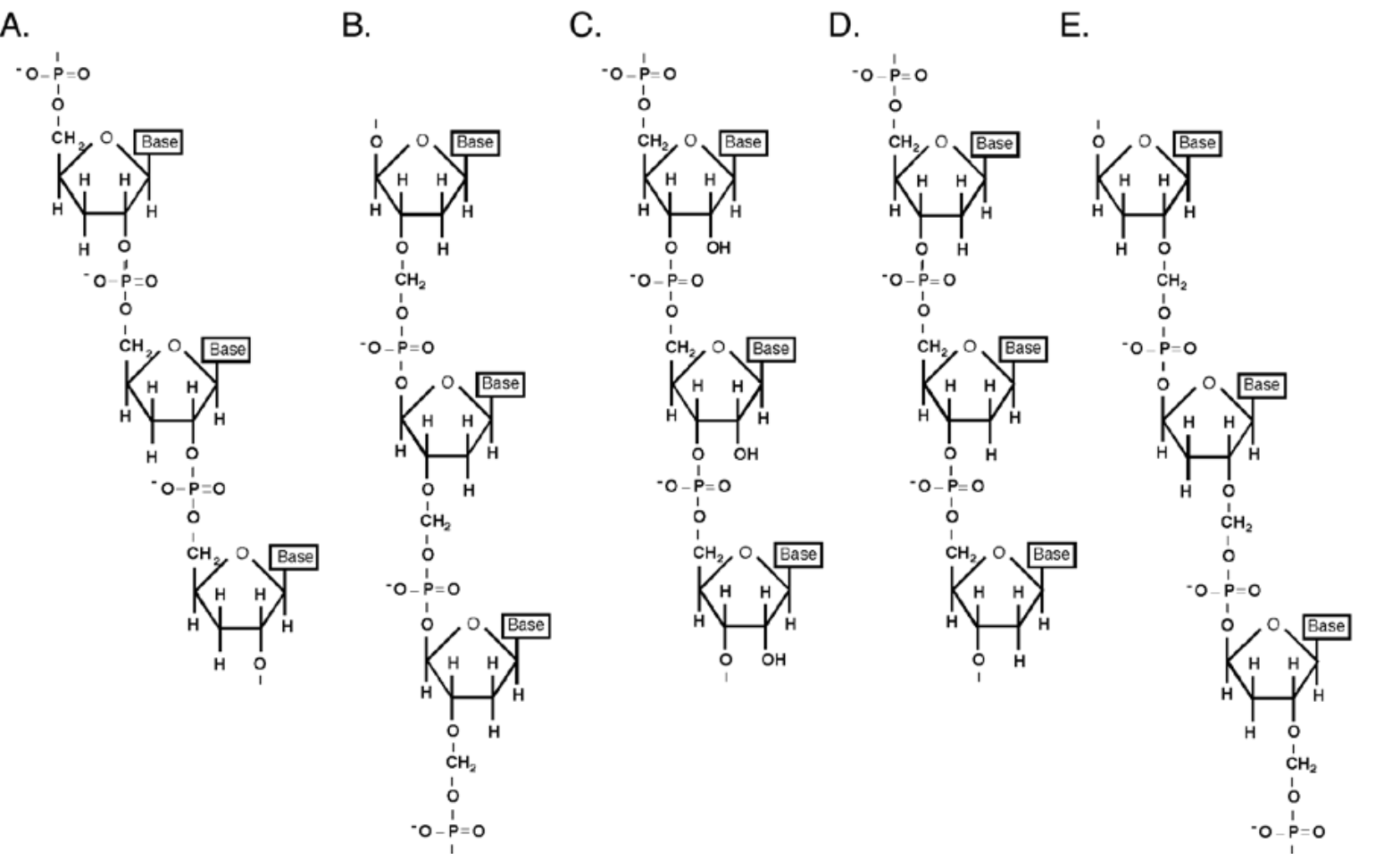 Solved How do you know if the DNA segments shown are single | Chegg.com