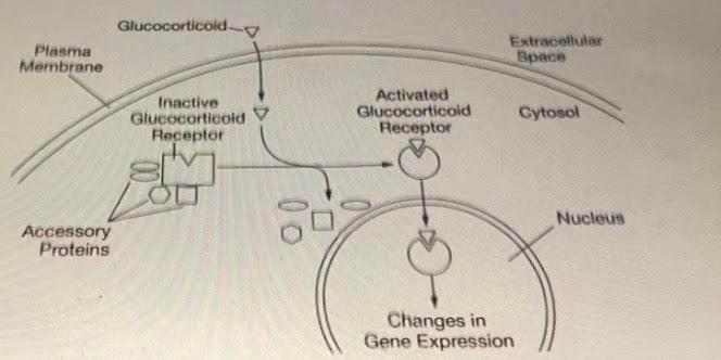 Solved A model of the glucocorticoid receptor signaling | Chegg.com