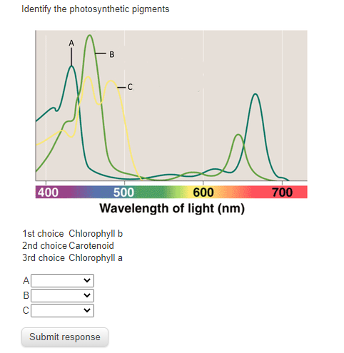 wavelength of light photosynthesis