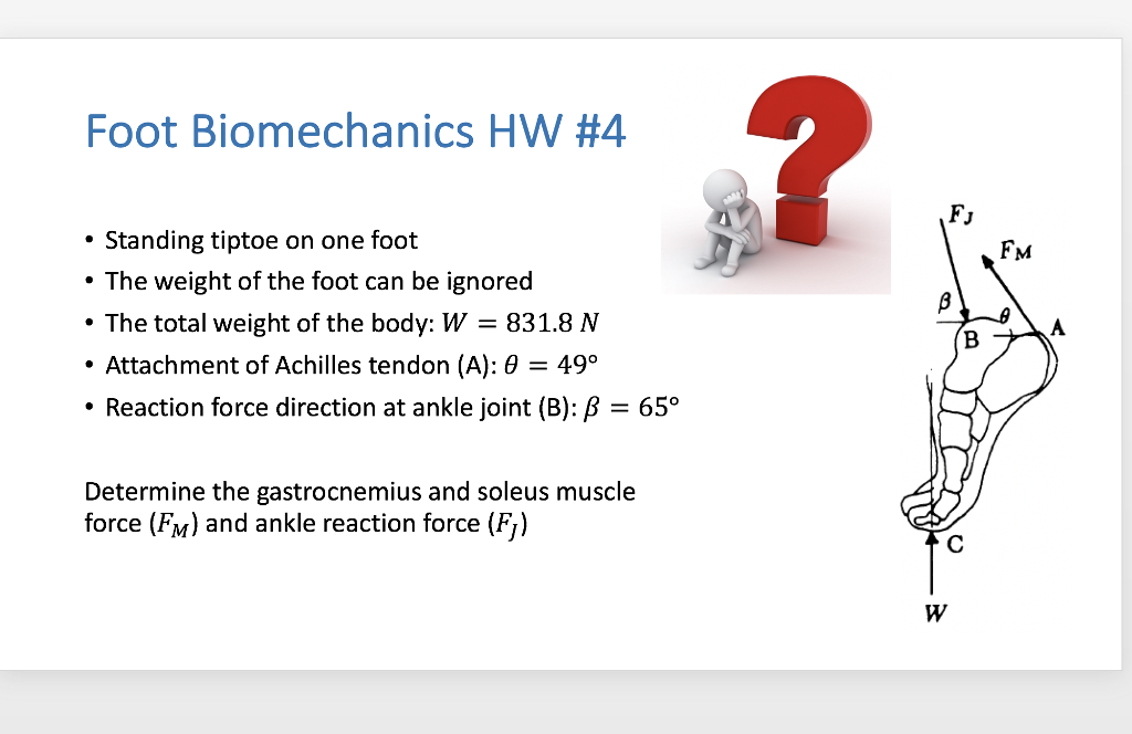 Solved Foot Biomechanics HW #4 FJ Standing Tiptoe On One | Chegg.com