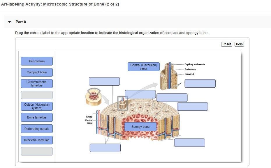 microscopic structure of bones