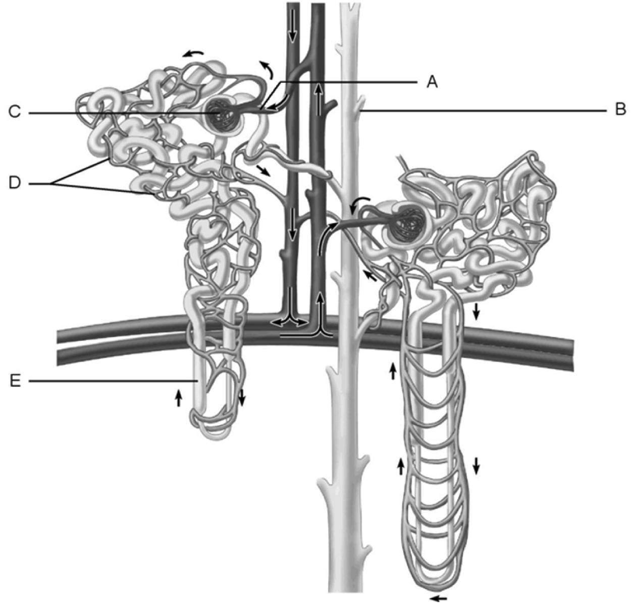 Chapter 25 Urinary System Flashcards Chegg 