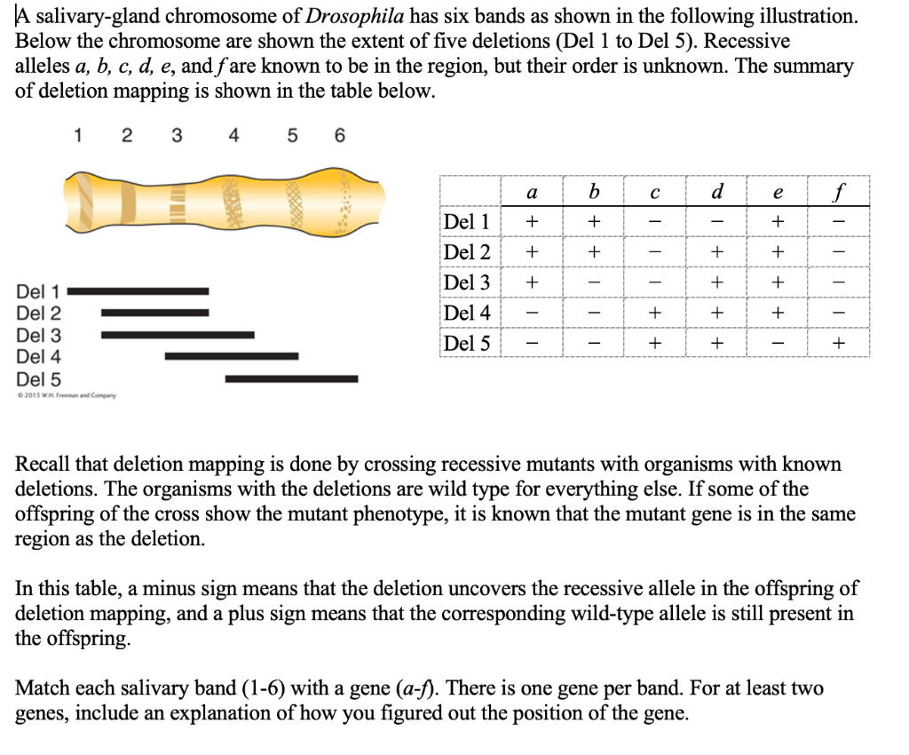 Solved A salivary-gland chromosome of Drosophila has six | Chegg.com