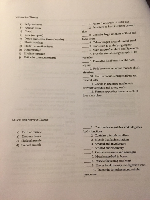 Solved Connective Tissues 1 Forms Framework Of Outer Ear Chegg