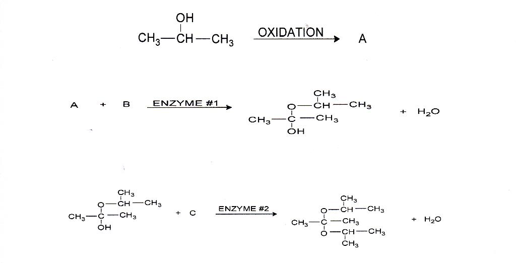 Solved OH 1 CH3-CH-CH3 OXIDATION А CH3 B ENZYME #1 + H2O CH3 | Chegg.com