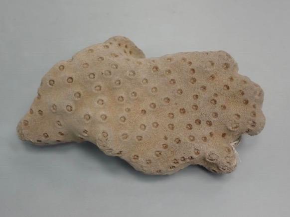 Solved Massive - colony tends to be rounded in shape, or as | Chegg.com