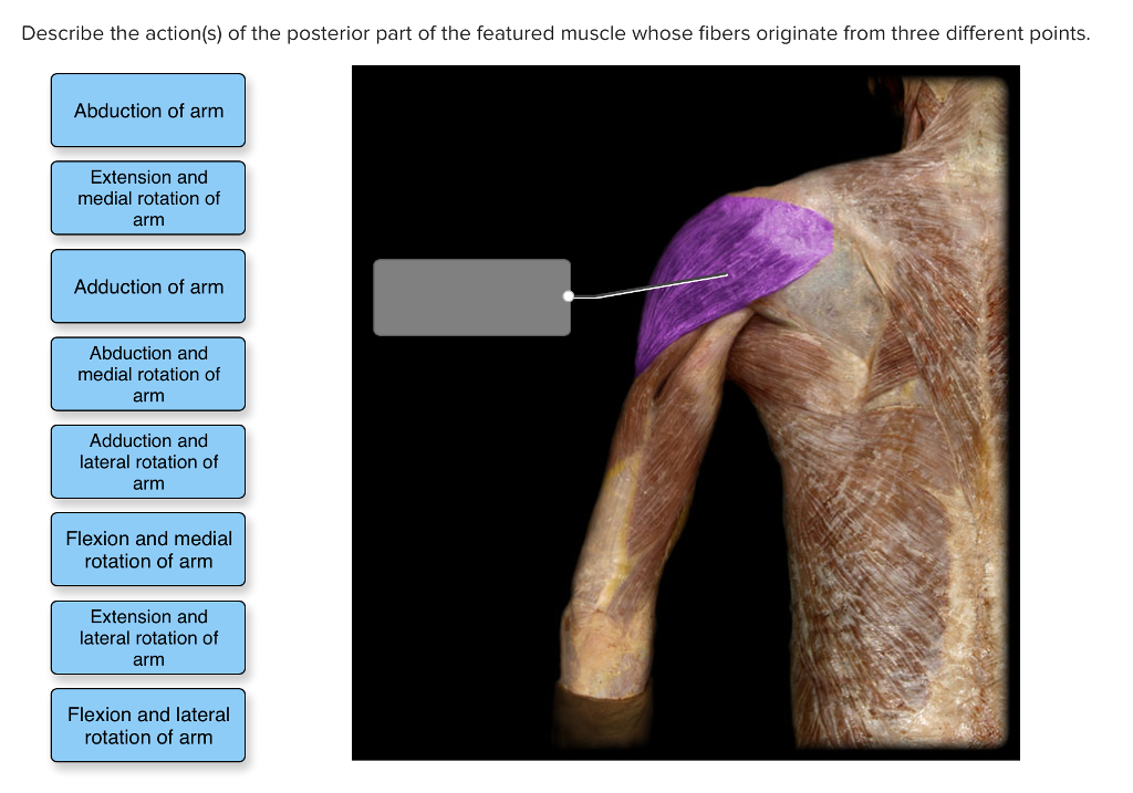 Medial And Lateral Rotation Of Arm