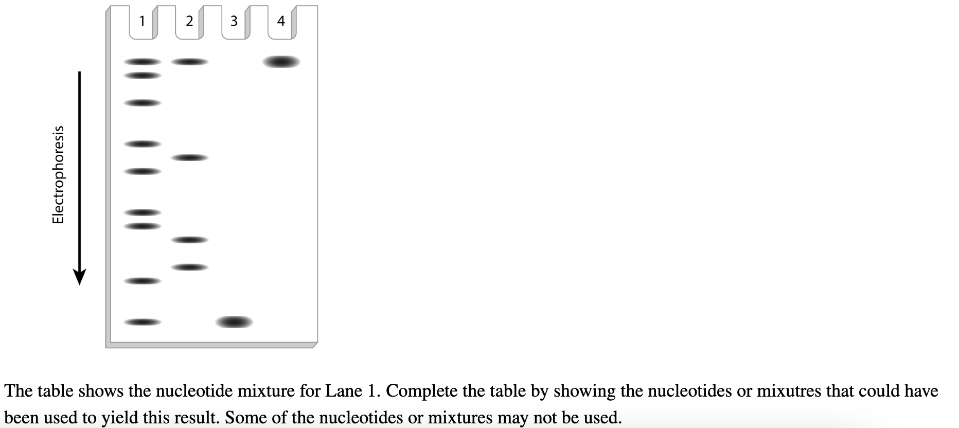 The table shows the nucleotide mixture for Lane 1 . Complete the table by showing the nucleotides or mixutres that could have