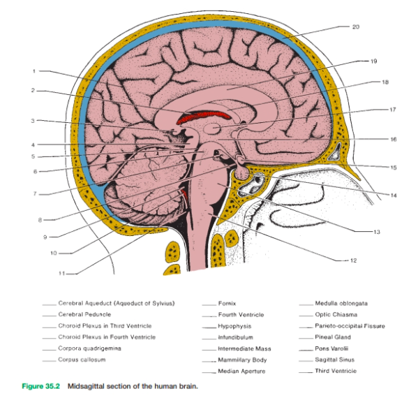 Featured image of post Fornix Location vaginal varicosities are generally located at the vestibulovaginal ring on the cranial vestibular fold