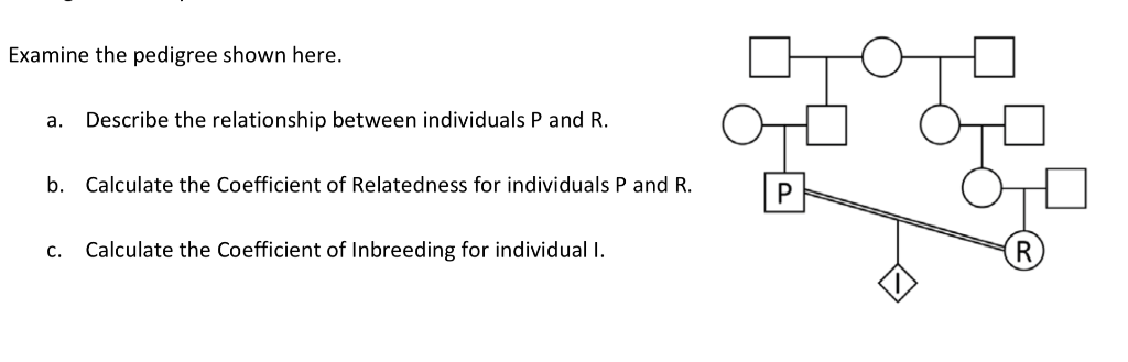 THE R SERIES PEDIGREE visual data 4
