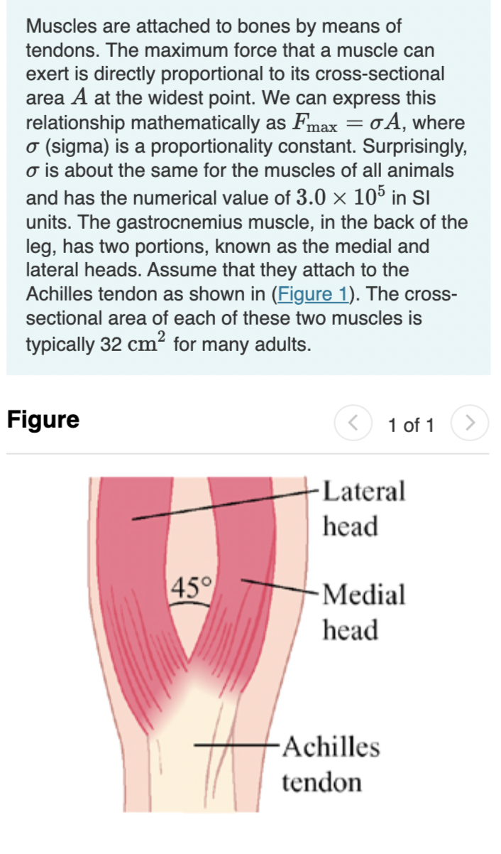 solved-muscles-are-attached-to-bones-by-means-of-tendons-chegg