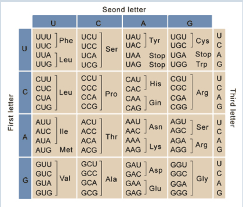 solved-an-mrna-codon-has-the-sequence-5-cua-3-what-amino-chegg