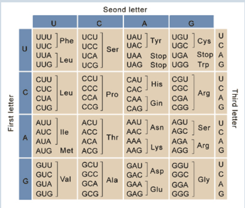 Solved An MRNA Codon Has The Sequence 5 CUA 3 What Amino Chegg
