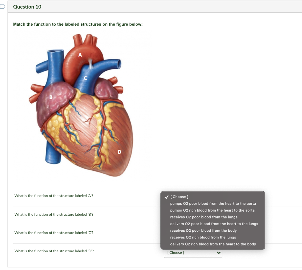 Solved This is a Biology lab that involves a pig. Identify