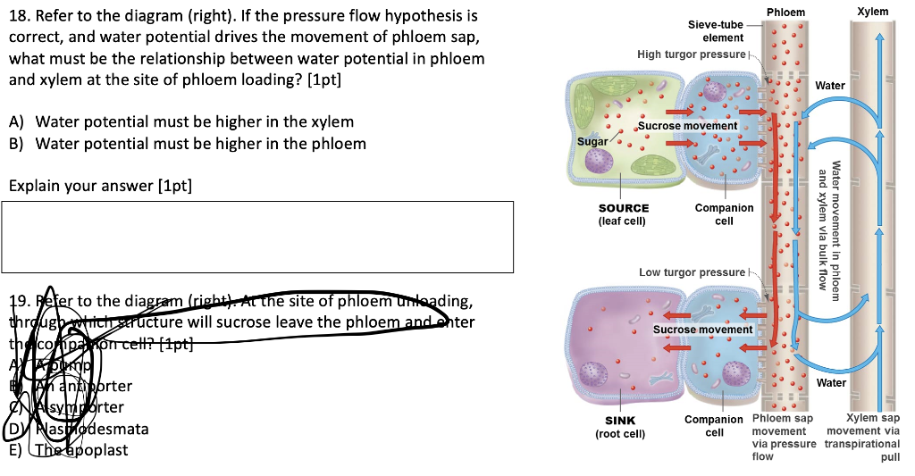 Solved Phloem Xylem 18. Refer to the diagram (right). If the