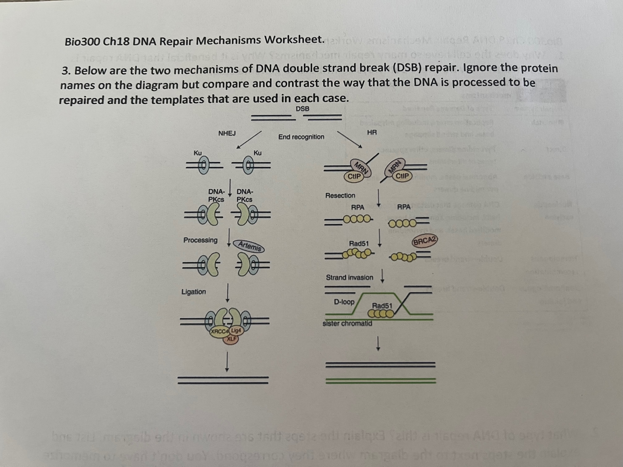 Solved 3. Below are the two mechanisms of DNA double strand | Chegg.com