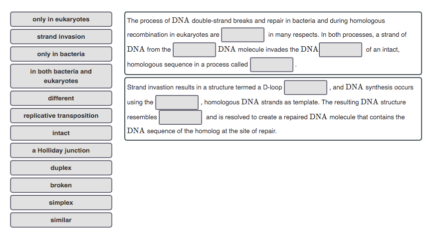 Solved Only In Eukaryotes Strand Invasion The Process Of DNA | Chegg.com