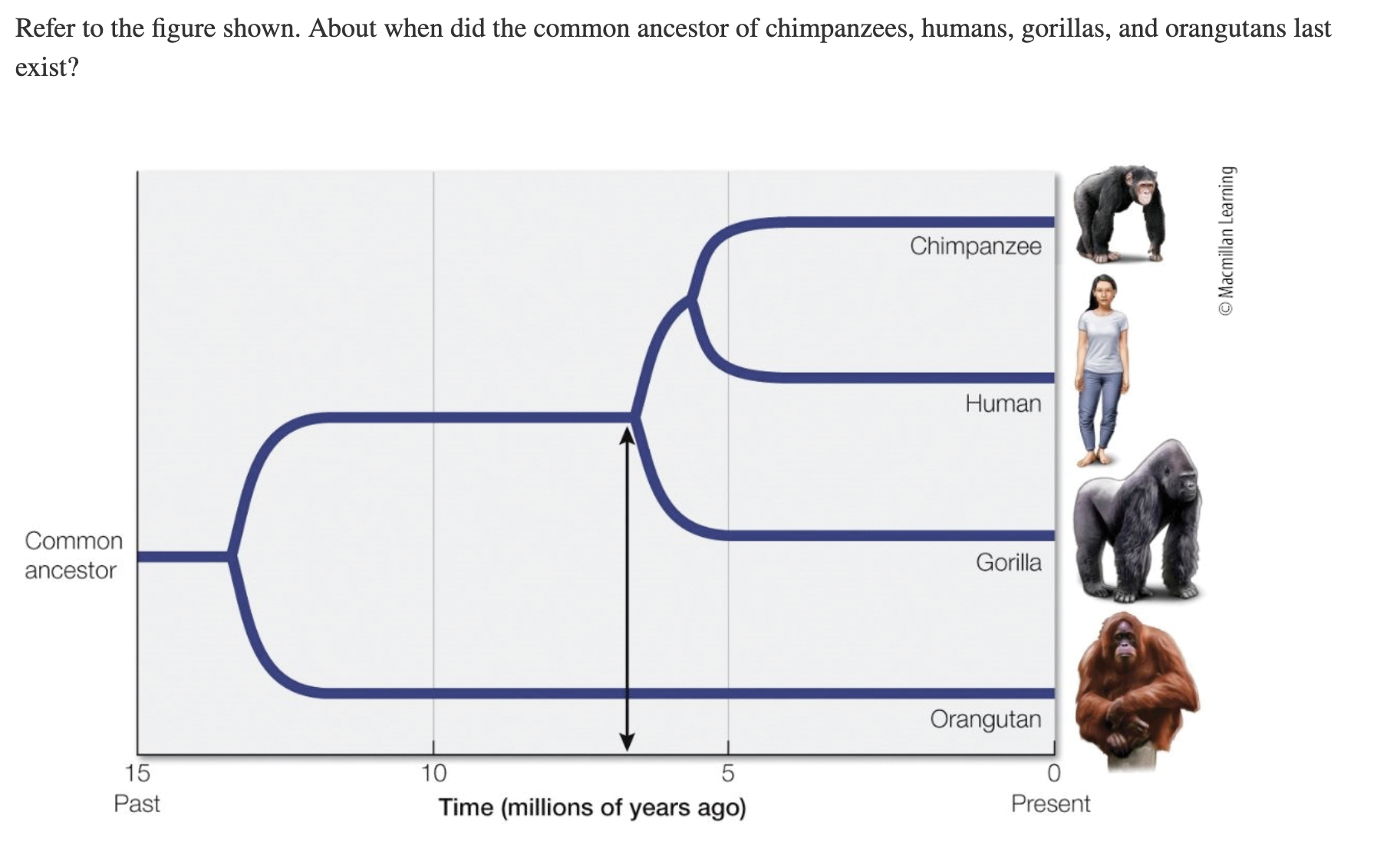 what common ancestor do we share with chimpanzees