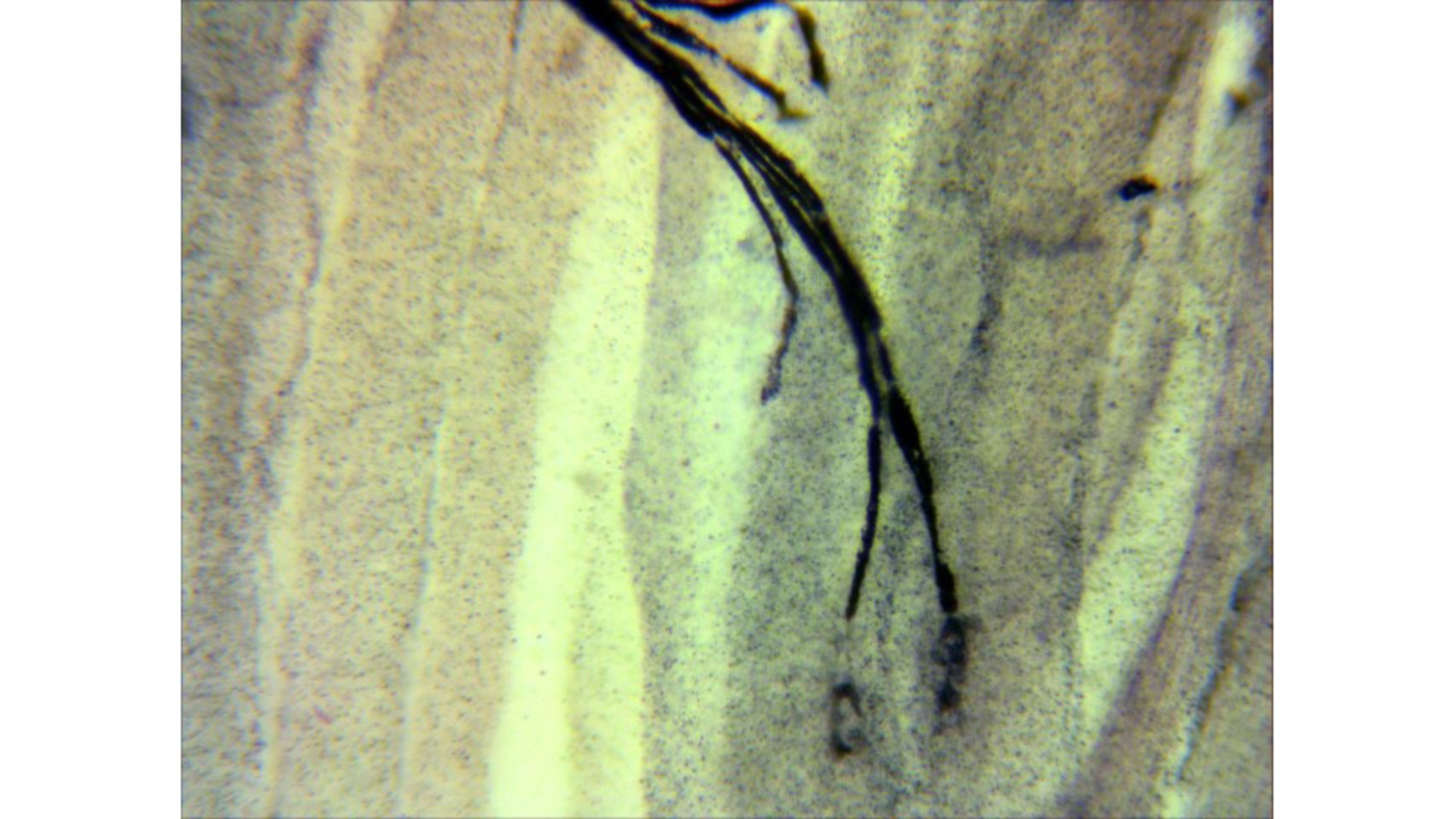 Solved Hello. This is a slide of a neuromuscular junction | Chegg.com
