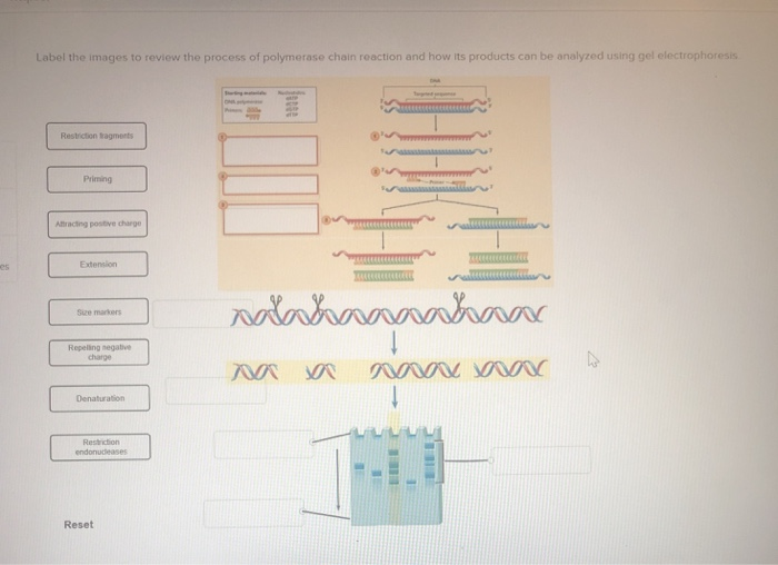 Solved Label the images to review the process of polymerase