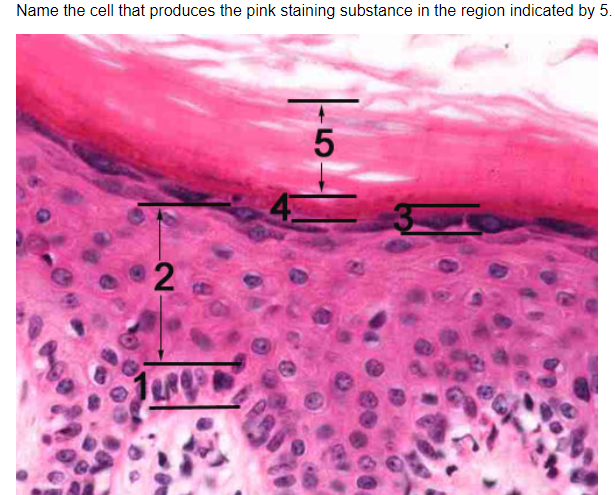 Solved Name the cell that produces the pink staining | Chegg.com