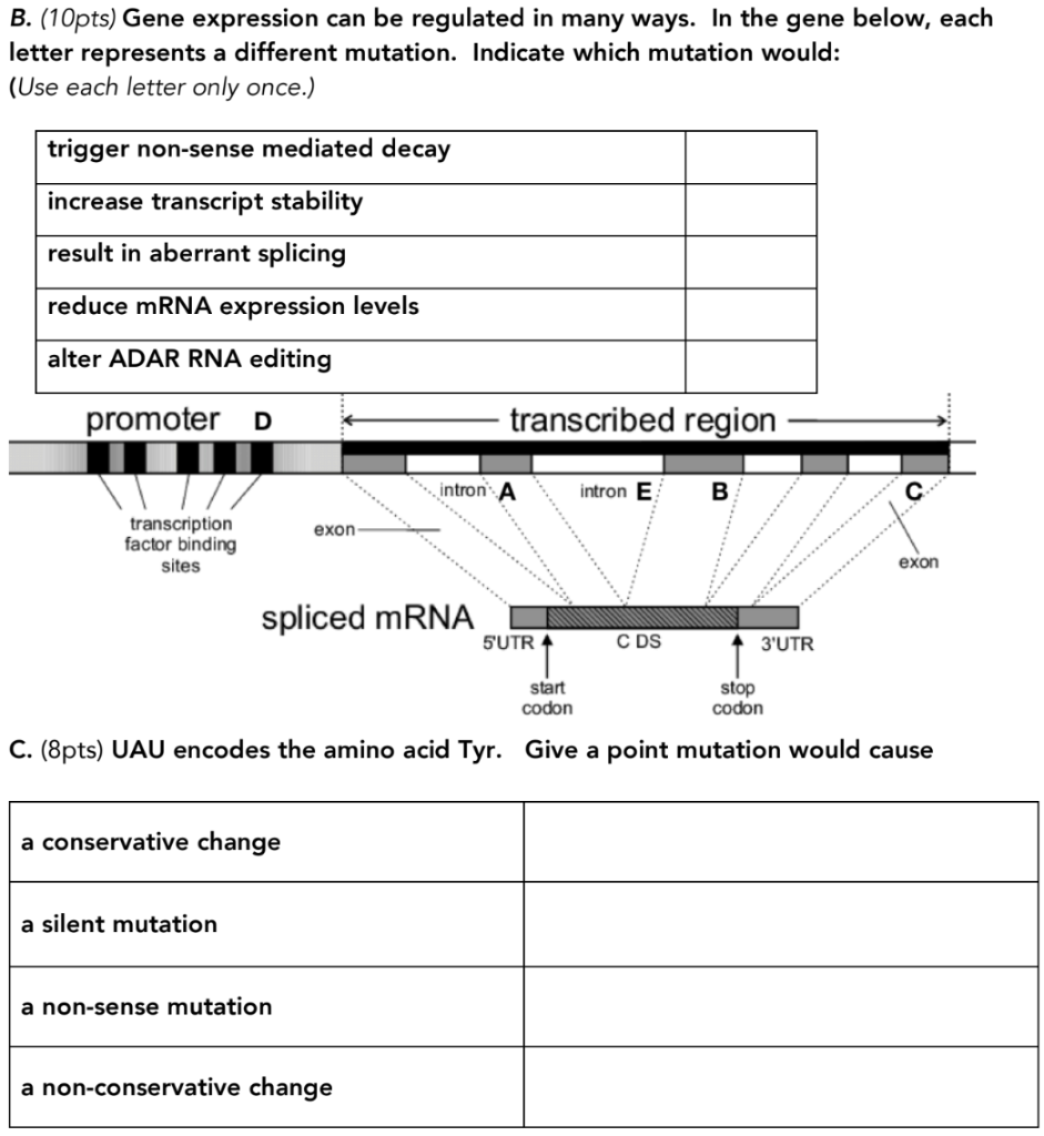 Solved B. (10pts) Gene Expression Can Be Regulated In Many | Chegg.com