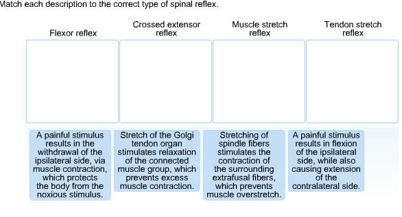 Solved Match each description to the correct type of spinal | Chegg.com