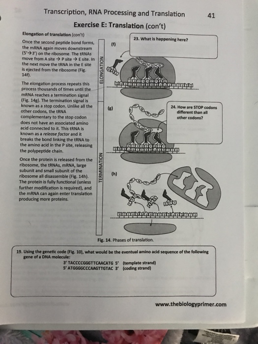 Solved Transcription, RNA Processing and Translation 41