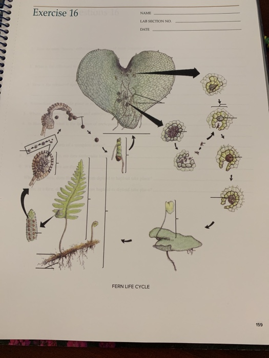 Solved Exercise 16 NAMEE LAB SECTION NO. DATE MOSS LIFE | Chegg.com