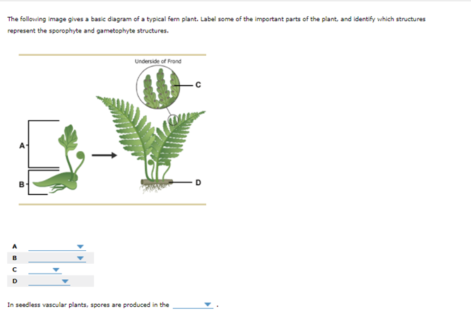 fern plant diagram