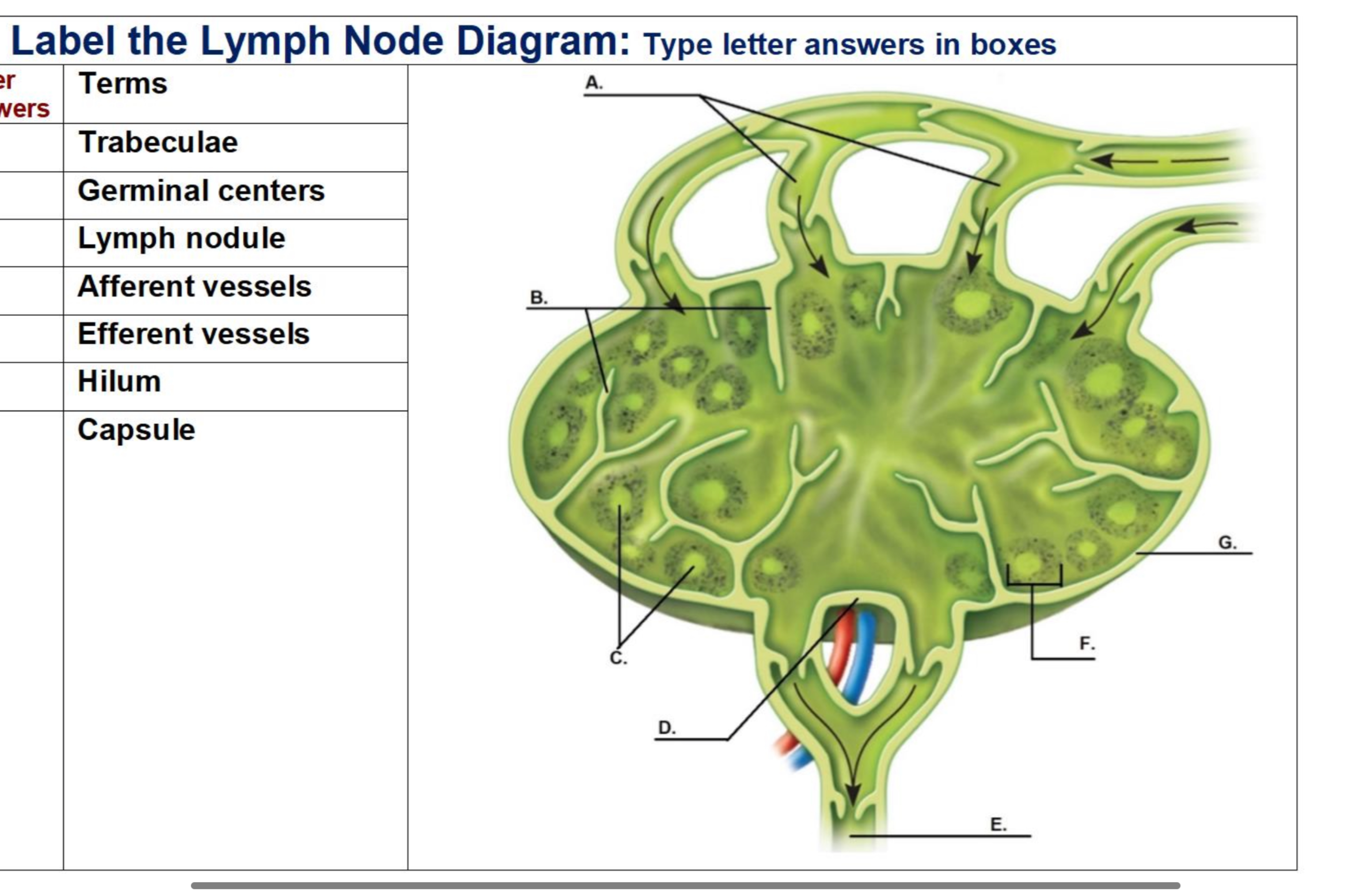 Solved Label the Lymph Node Diagram: Type letter answers in | Chegg.com