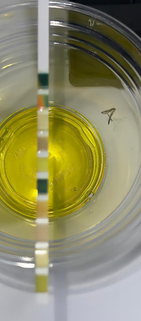 Solved Data Table: Simulated Urine Samples ( A, B, C, | Chegg.com