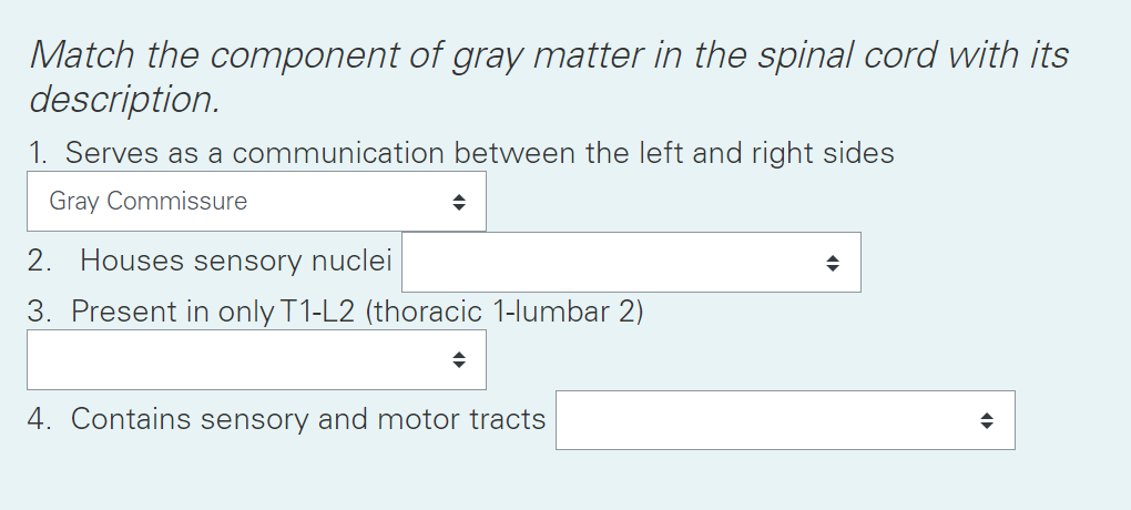 Solved Match the component of gray matter in the spinal cord | Chegg.com