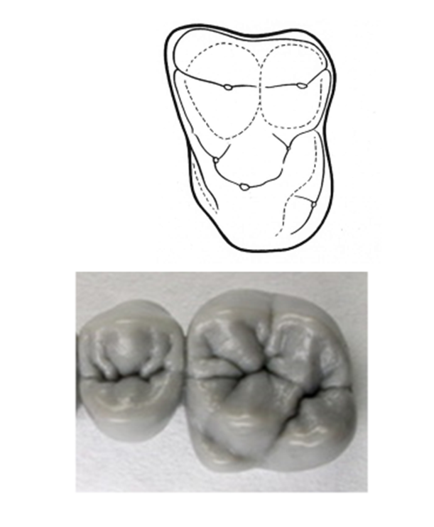 Solved Label the principal cusps and basins and identify and