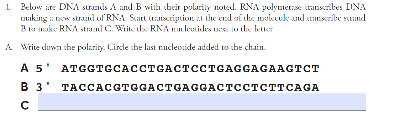 Solved 1. Below are DNA strands A and B with their polarity | Chegg.com