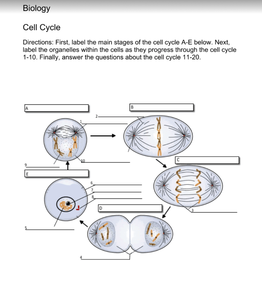 Cell Cycle Labeling Biology Libretexts